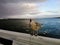 A bird stands on a pier against the background of the sea