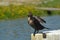 the bird stands on a post near the water with its wings folded