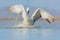 Bird start in the water. Dalmatian pelican, Pelecanus crispus, landing in Lake Kerkini, Greece. Pelican with open wings. Wildlife