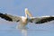 Bird start in the water. Dalmatian pelican, Pelecanus crispus, landing in Lake Kerkini, Greece. Pelican with open wings. Wildlife