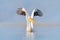 Bird start in the water. Dalmatian pelican, Pelecanus crispus, landing in Lake Kerkini, Greece. Pelican with open wings. Wildlife