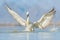 Bird start in the water. Dalmatian pelican, Pelecanus crispus, landing in Lake Kerkini, Greece. Pelican with open wings. Wildlife