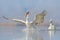 Bird start in the water. Dalmatian pelican, Pelecanus crispus, landing in Lake Kerkini, Greece. Pelican with open wings. Wildlife