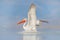 Bird start in the water. Dalmatian pelican, Pelecanus crispus, landing in Lake Kerkini, Greece. Pelican with open wings. Wildlife