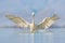 Bird start in the water. Dalmatian pelican, Pelecanus crispus, landing in Lake Kerkini, Greece. Pelican with open wings. Wildlife