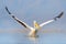 Bird start in the water. Dalmatian pelican, Pelecanus crispus, landing in Lake Kerkini, Greece. Pelican with open wings. Wildlife