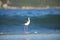 Bird Stilt looking for food on Campeche beach FlorianÃ³polis