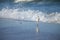 Bird Stilt looking for food on Campeche beach FlorianÃ³polis