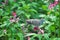 A bird stood on a pink Cockscomb flower