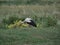 Bird stork  ciconia  ciconia