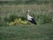 Bird stork  ciconia  ciconia