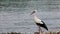 Bird stork ciconia ciconia