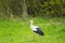 Bird stork with long red beak walks on green meadow