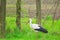 Bird stork with long red beak walks between trees