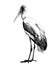 Bird stork stands in full height sideways