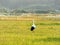 Bird Stork walking through pasture.