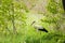 Bird stork walks in distance, soft focus