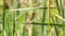 Bird (Streaked weaver) on tree in a nature wild