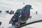 Bird street pigeon sitting on a metal railing