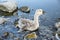 Bird stuck in polluted water with tar. Dying animals in industrial wastes. Dirty rivers and oceans with oil. Small goose in danger