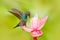 Bird sucking nectar from pink bloom. Hummingbird with flower. White-tailed Hillstar, Urochroa bougueri, hummingbird in nature on p