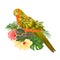 Bird Sun Conure Parrot , home pet , parakeet on a branch bouquet with tropical flowers hibiscus, palm,philodendron on a white bac