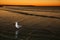 Bird and Sunset - Fraser Island, UNESCO, Australia