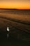 Bird and Sunset - Fraser Island, UNESCO, Australia