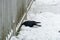 Bird survival in winter in the city. The crow in the snow in search of food. A lot of snow and large drifts hide the foot food.