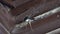 Bird swallow flew starts to build nest in wooden brown house. Glues saliva