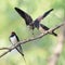 Bird swallow and two Chicks sitting on a branch on the shore