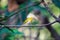 Bird Swinhoeâ€™s White-eye in the nature wild