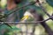 Bird Swinhoeâ€™s White-eye in the nature wild