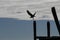 Bird taking off from wood piling in Charleston South Carolina.