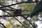 Bird taking rest in a branch of tree