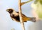 Bird tangara cayana on branch with food in the beak