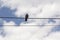 Bird on the telephone wire