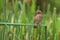 Bird in thailand, Streaked Weaver Male