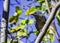 Bird Thraupis episcopus in mulberry