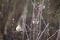 bird - three sparrow on a tree branch