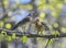 Bird thrush feeding her little Chicks long worm on a tree in sp