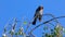 Bird thrush fieldfare on a branch, migratory bird from the thrush family, Europe