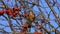 Bird Thrush Fieldfare Turdus pilaris eats rowan berries, slow motion. Slowed down 8 times