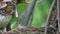 Bird Thrush Fieldfare (Turdus pilaris) feeding chicks in the nest