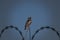 bird thrush sitting on barbed wire, spring