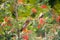 Bird thrush sitting on a branch rowan