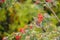 Bird thrush sitting on a branch rowan