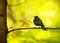 Bird thrush on tree branch in summer forest on yellow background