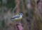 Bird tit on branch