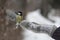 Bird tit, flapping its wings, sits on hand girls in mitten